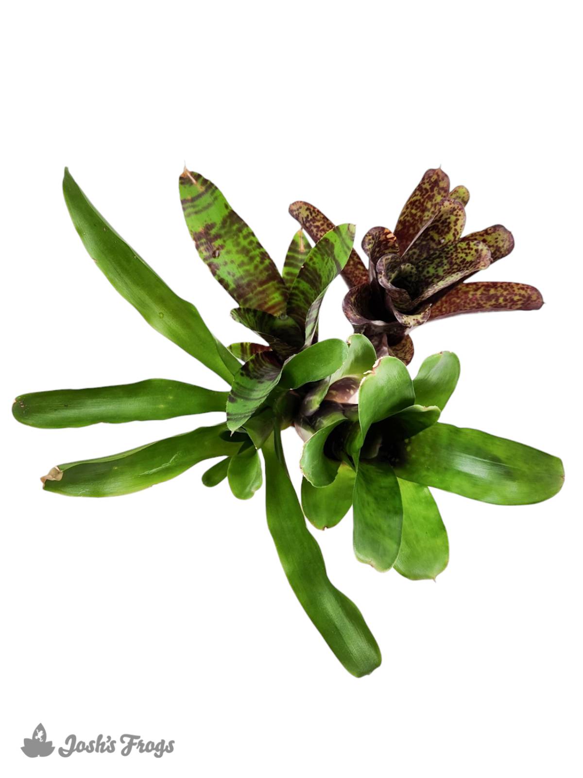 Bromeliad - Large (Grower's Choice)