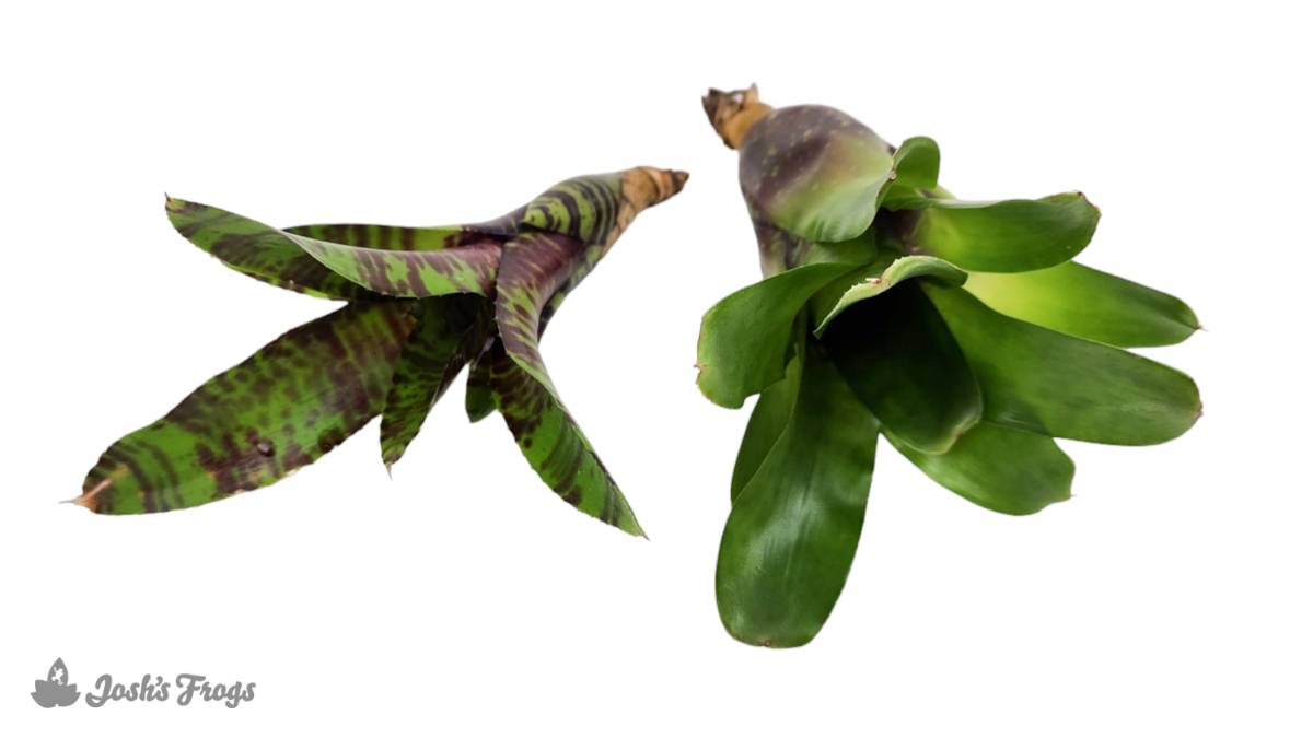 Bromeliad - Large (Grower's Choice)