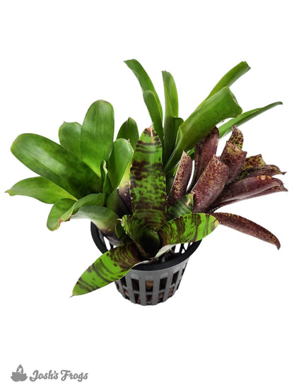 Bromeliad - Large (Grower's Choice)