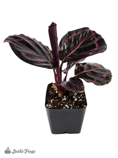 Calathea roseopicta 'Dottie'