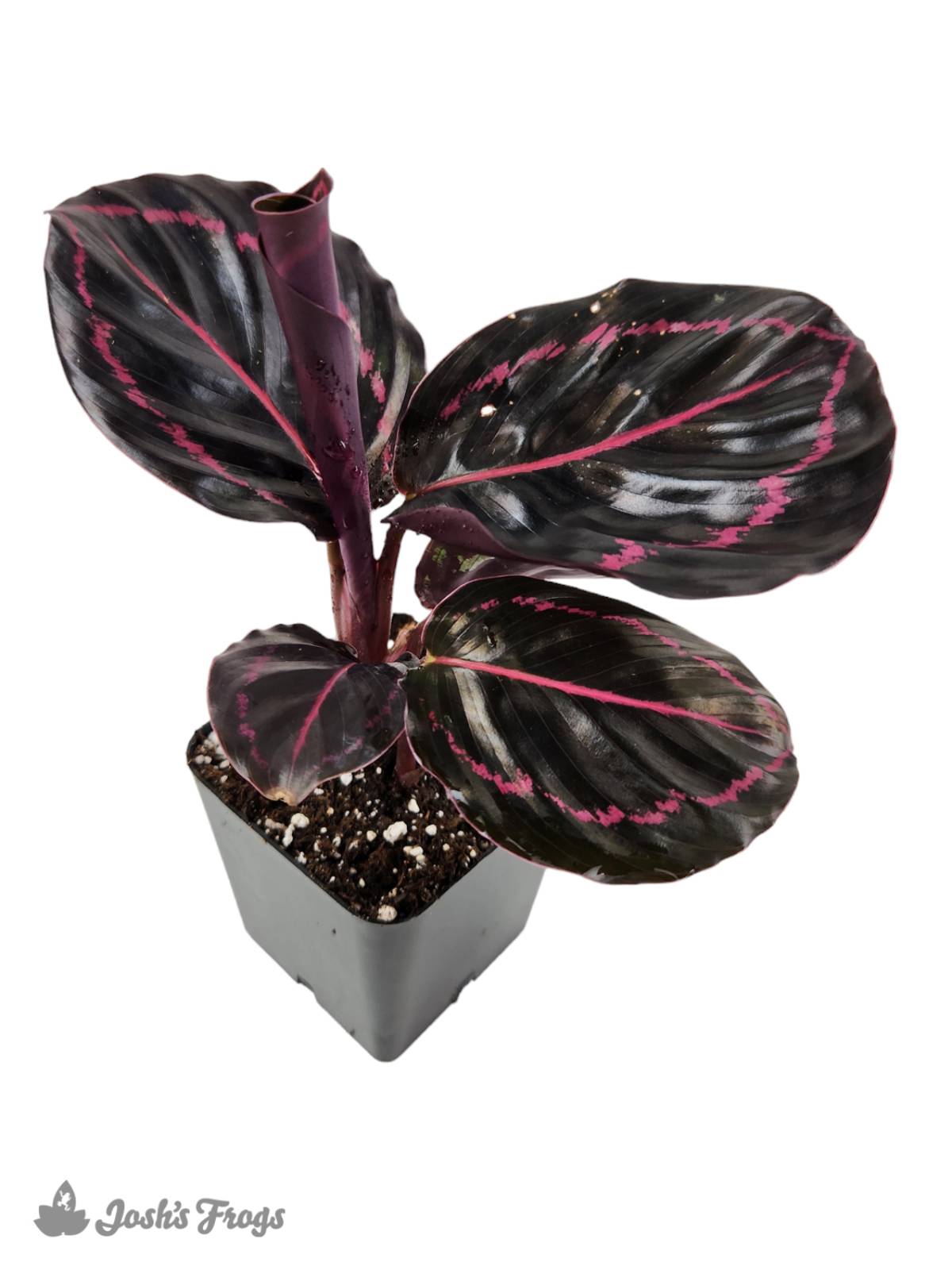 Calathea roseopicta 'Dottie'