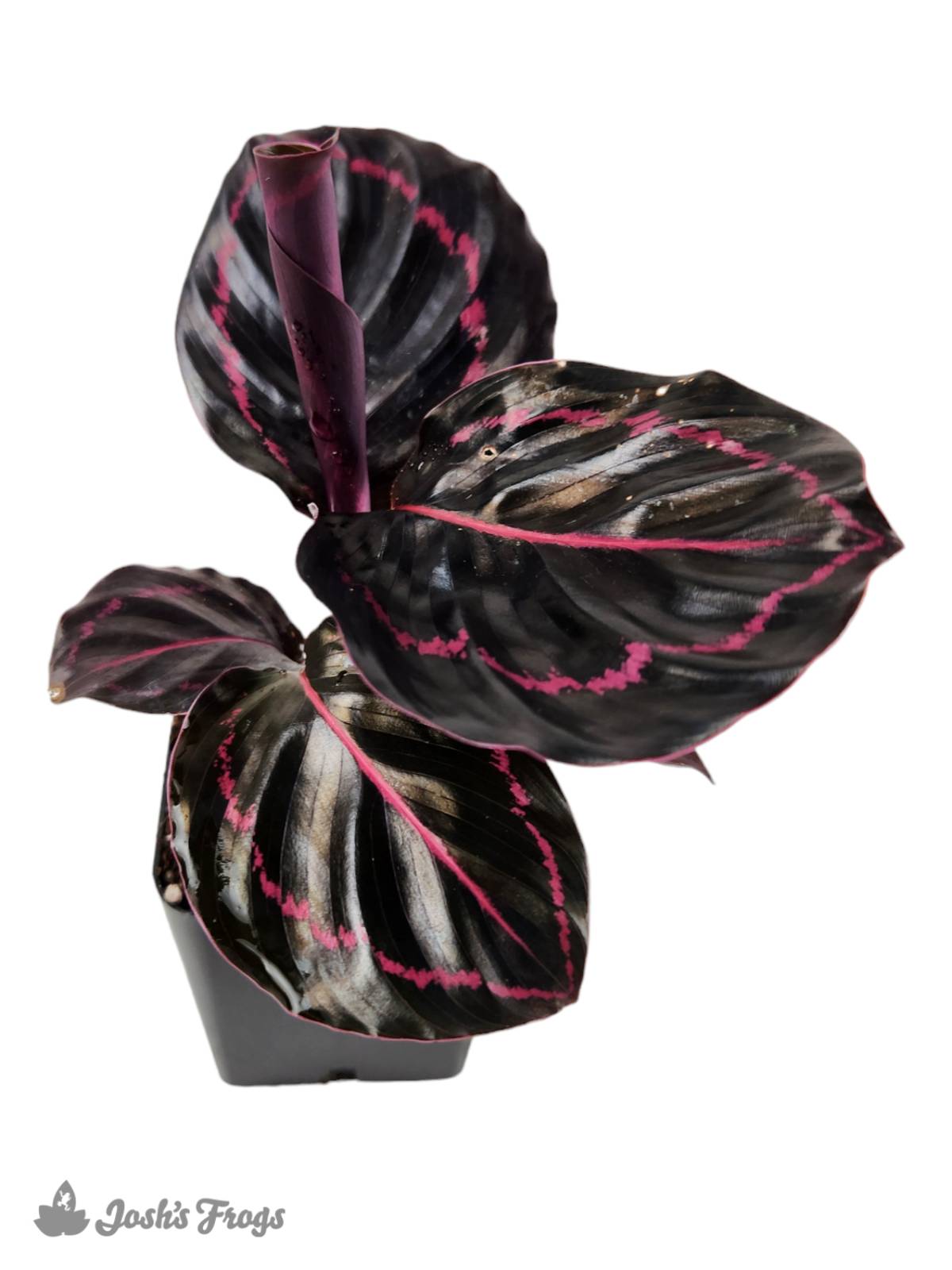 Calathea roseopicta 'Dottie'