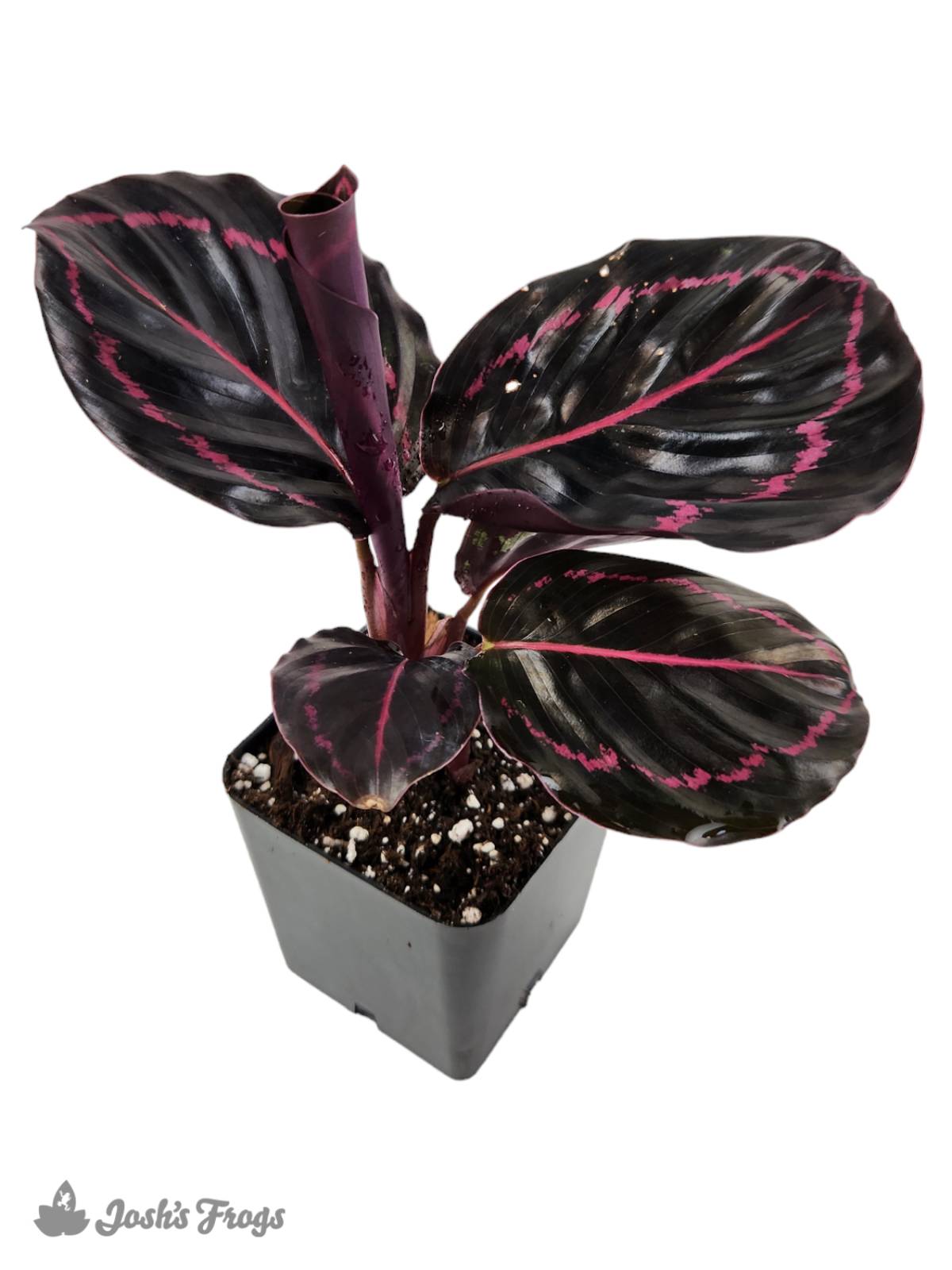 Calathea roseopicta 'Dottie'