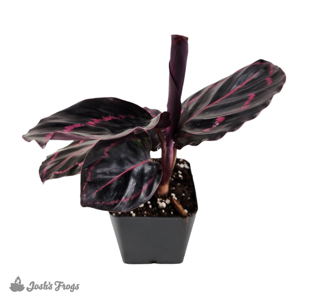 Calathea roseopicta 'Dottie'