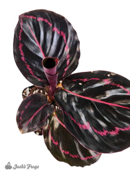 Calathea roseopicta 'Dottie'