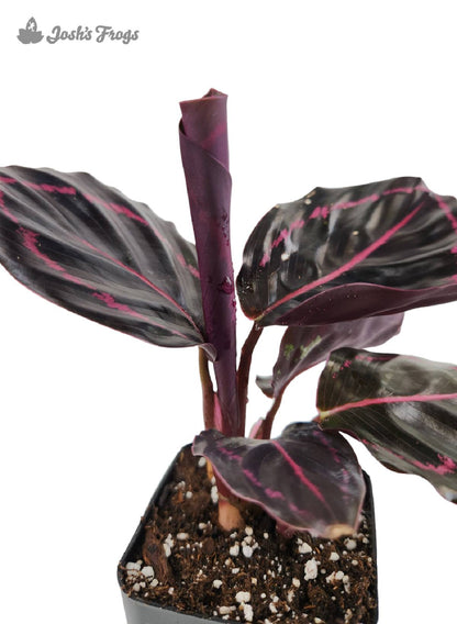 Calathea roseopicta 'Dottie'