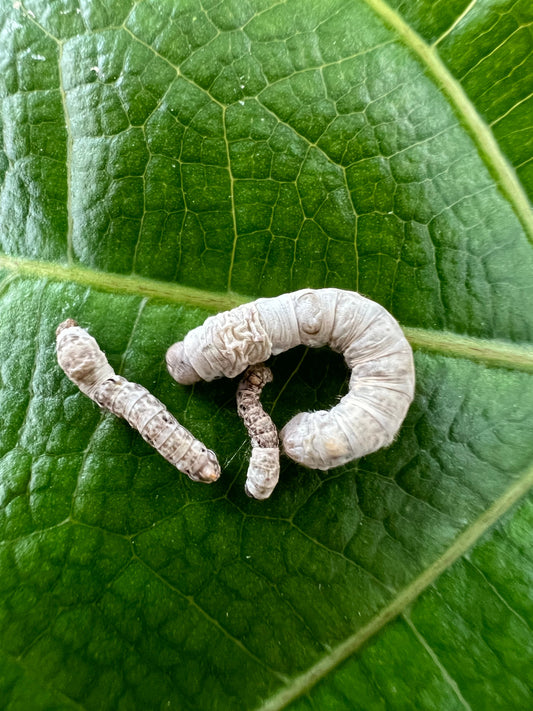 Small/Medium Silkworm Assortment