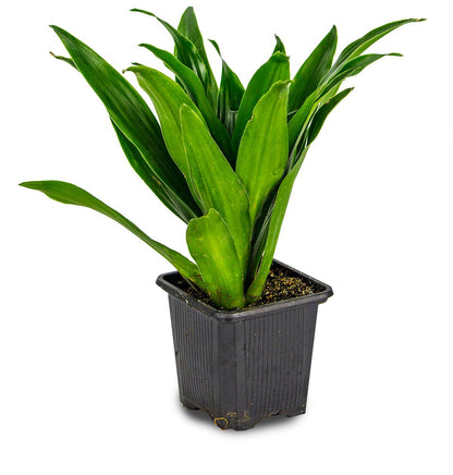 Dracaena - Grower's Choice