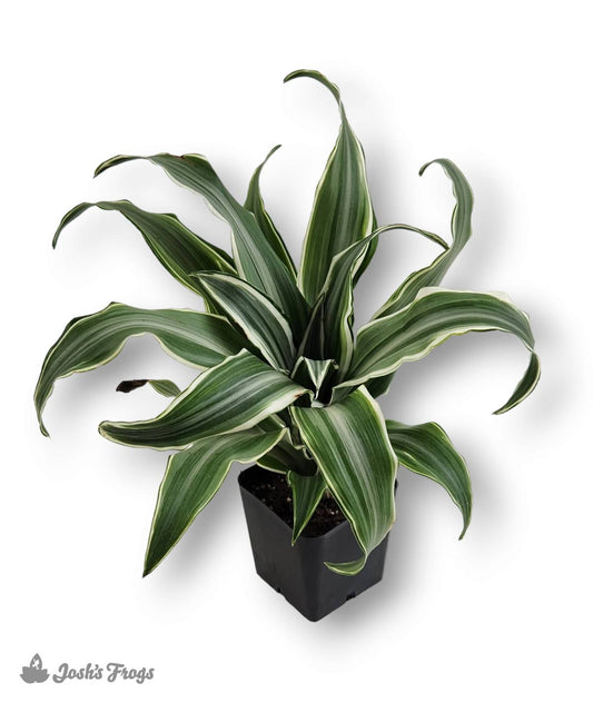 Dracaena - Grower's Choice