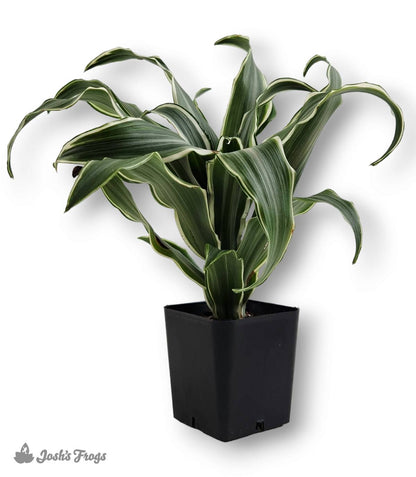 Dracaena - Grower's Choice