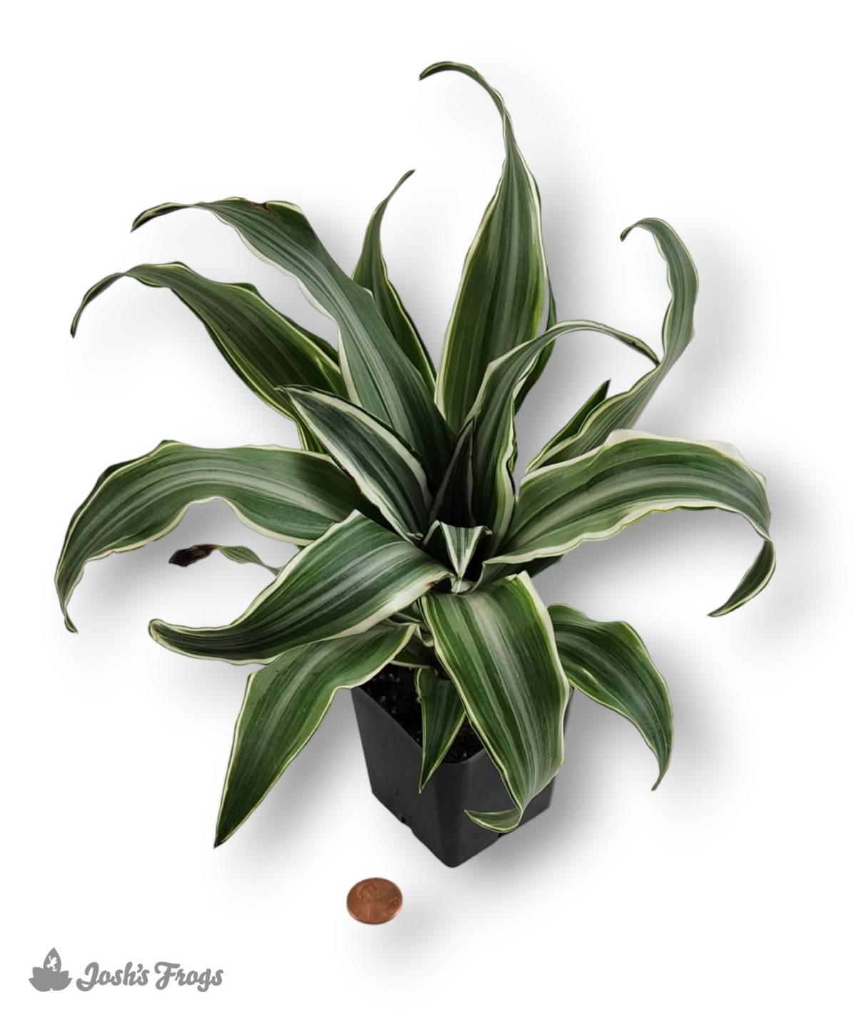 Dracaena - Grower's Choice