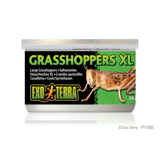 Exo Terra XL Grasshoppers (1.2 oz.)