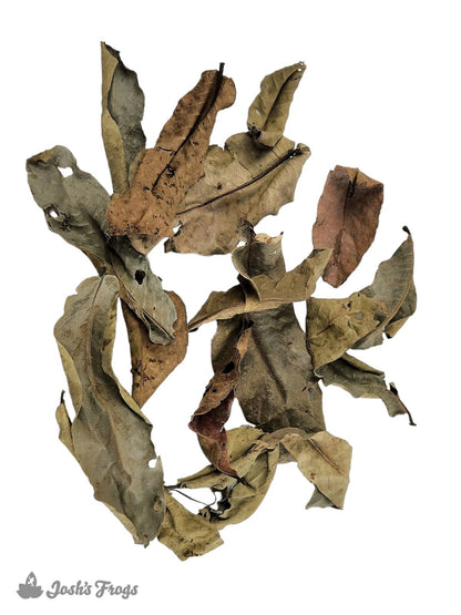Josh's Frogs Dried Kumbuk Leaf Litter (15 leaves)