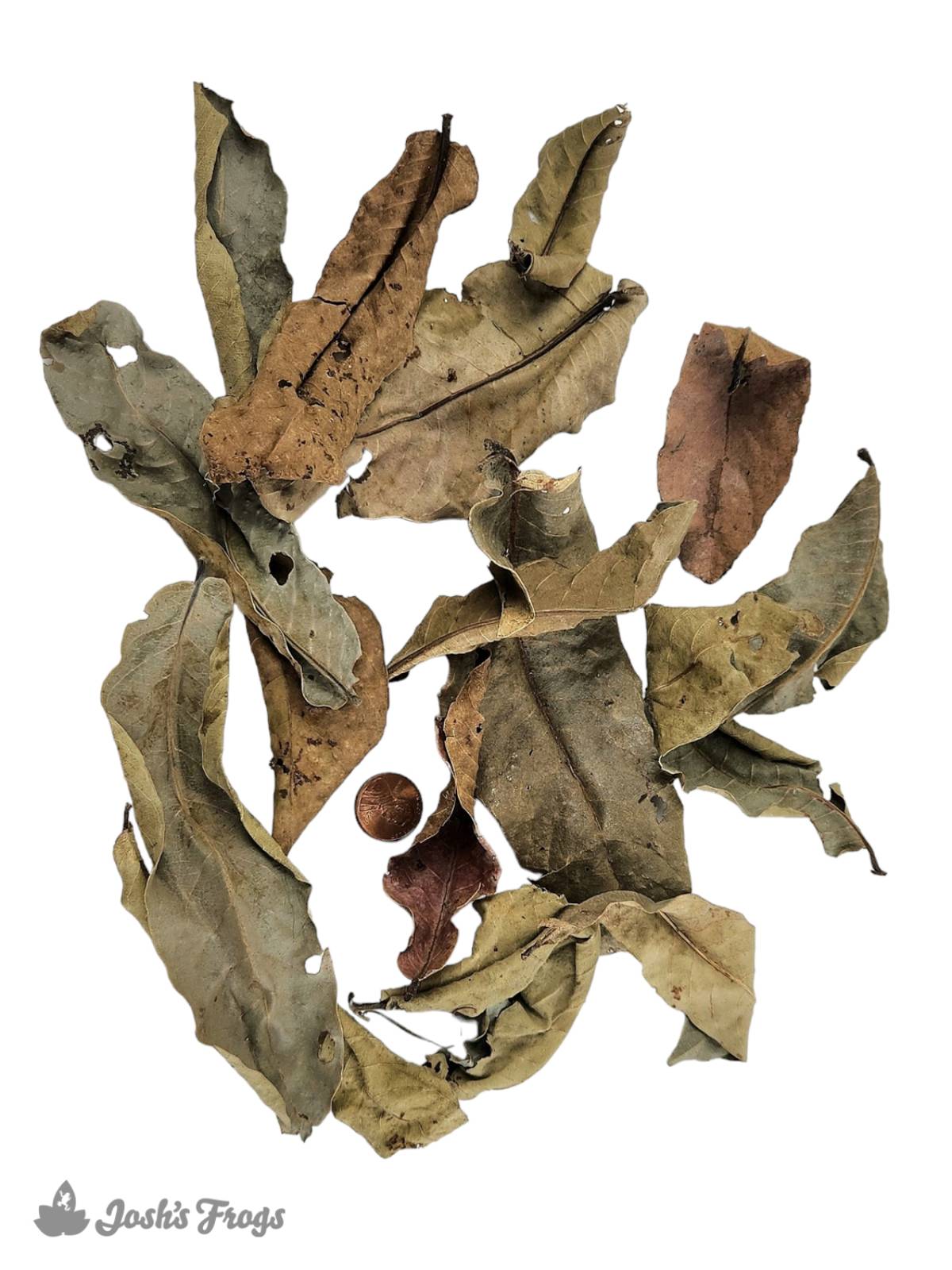 Josh's Frogs Dried Kumbuk Leaf Litter (15 leaves)