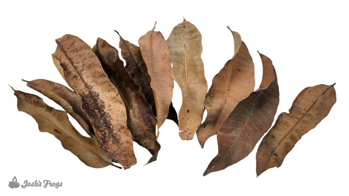 Josh's Frogs Mango Leaf Litter (10 leaves)