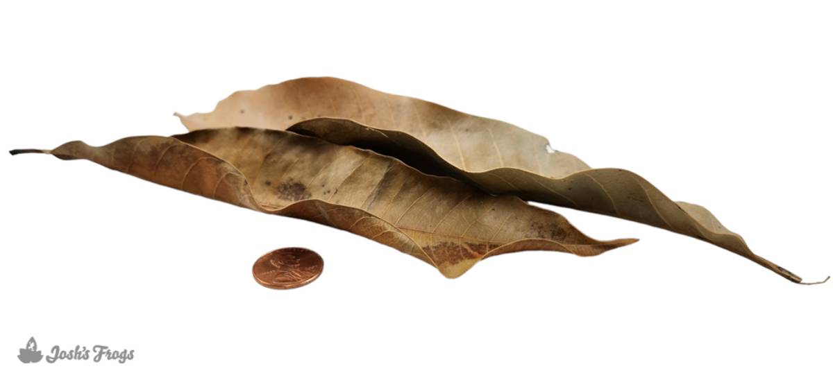Josh's Frogs Mango Leaf Litter (10 leaves)