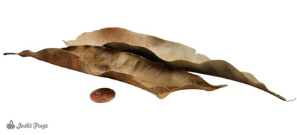 Josh's Frogs Mango Leaf Litter (10 leaves)