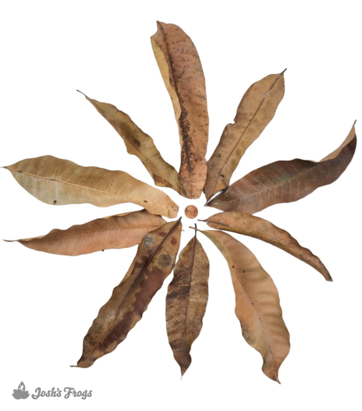 Josh's Frogs Mango Leaf Litter (10 leaves)
