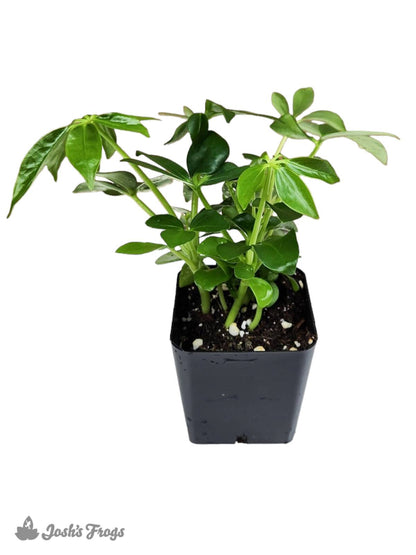 Schefflera arboricola - Umbrella Tree