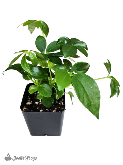 Schefflera arboricola - Umbrella Tree