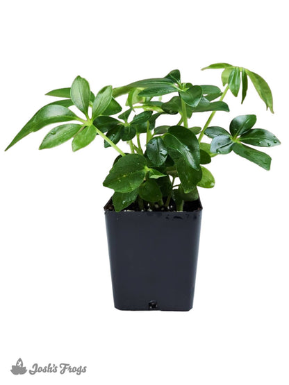 Schefflera arboricola - Umbrella Tree