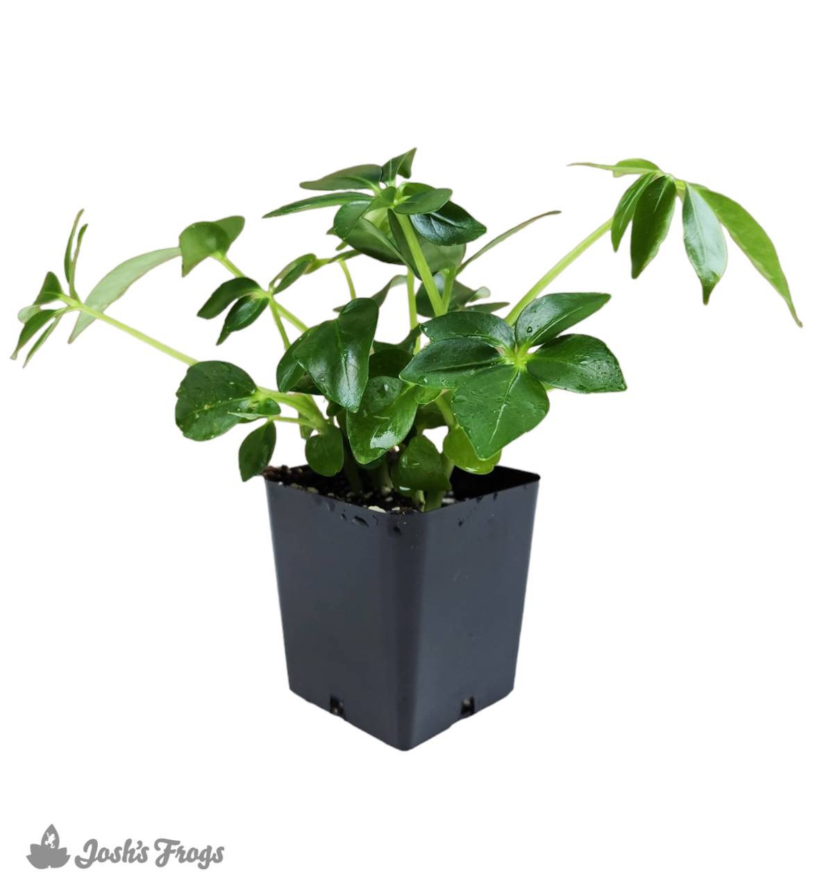 Schefflera arboricola - Umbrella Tree