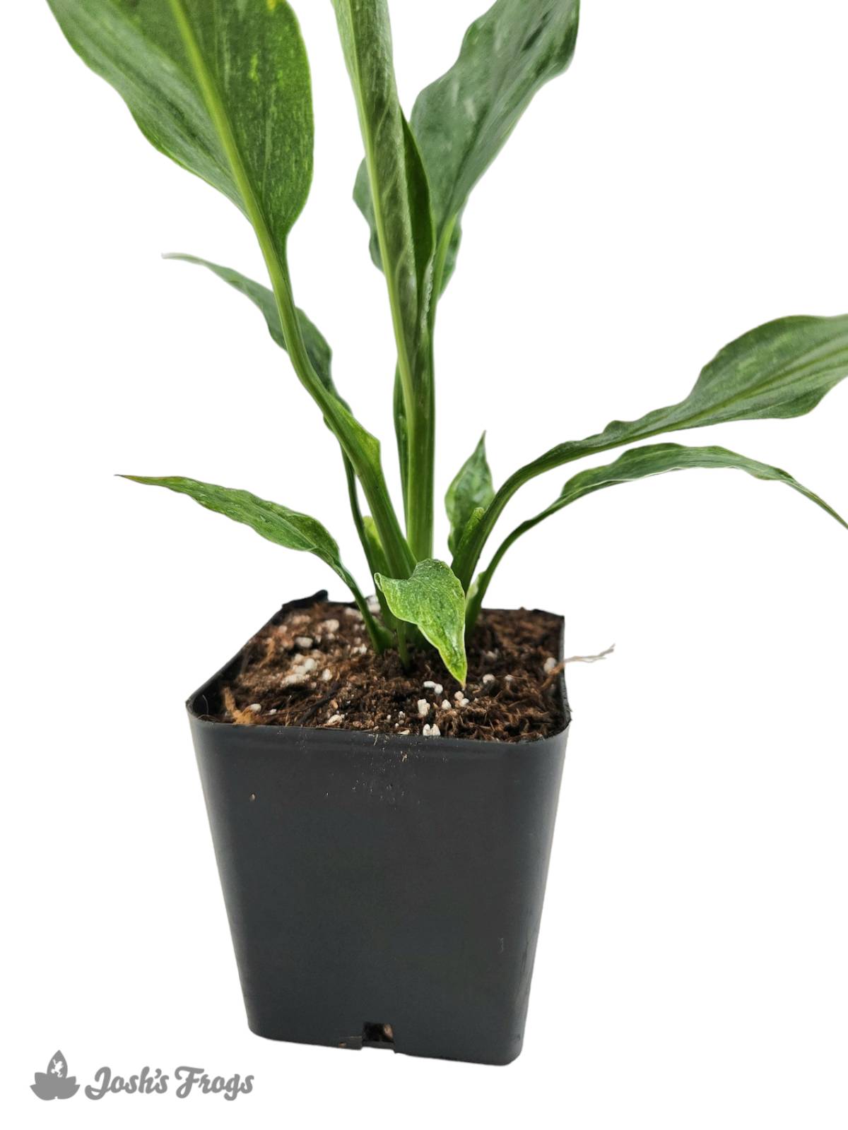 Spathiphyllum 'Jet Diamond'