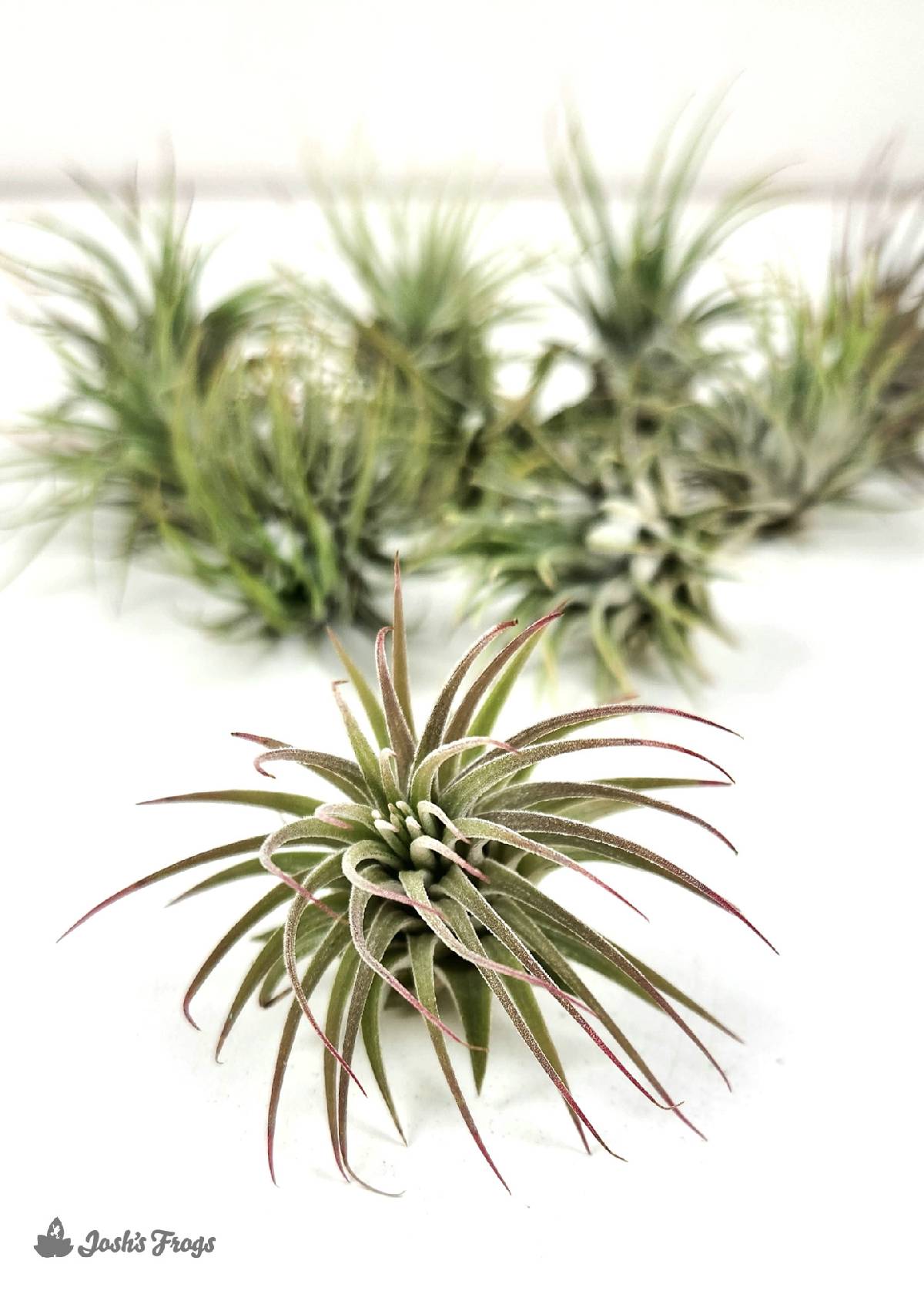 Tillandsia ionantha - Air Plant (Small 1-3 inch)