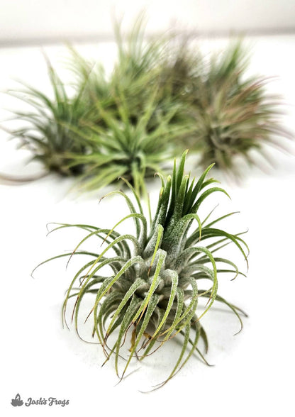 Tillandsia ionantha - Air Plant (Small 1-3 inch)