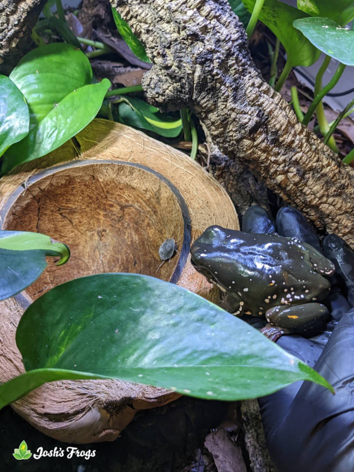 Josh's Frogs Natural Coco Bowl