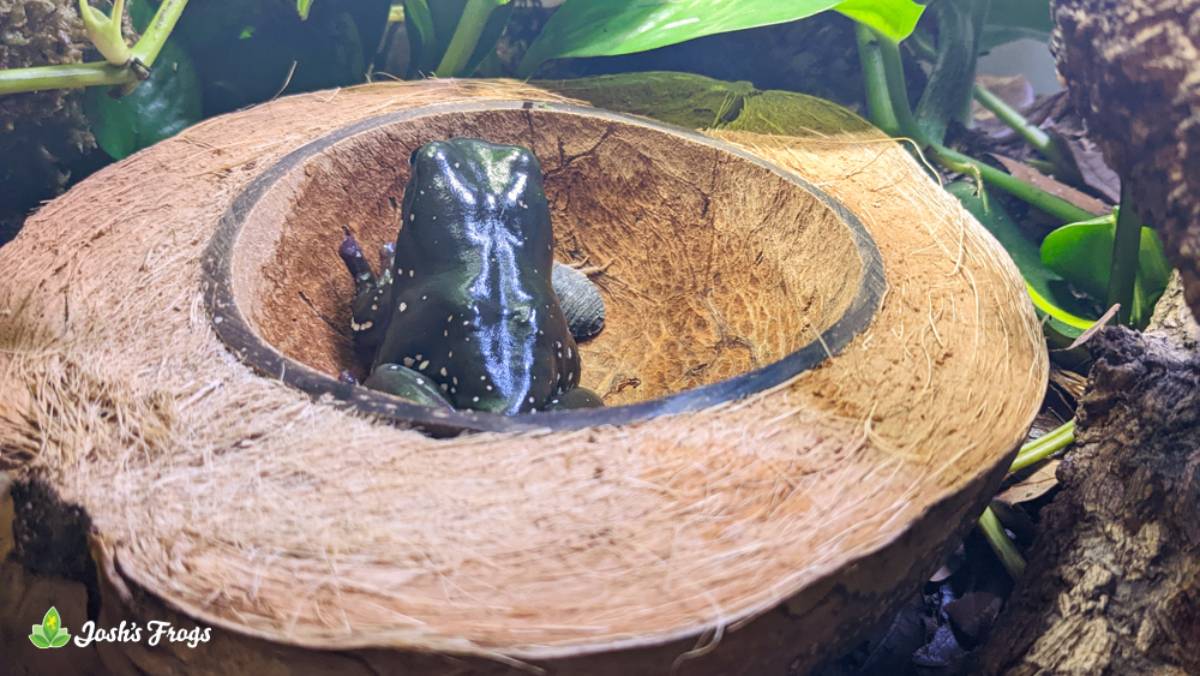 Josh's Frogs Natural Coco Bowl