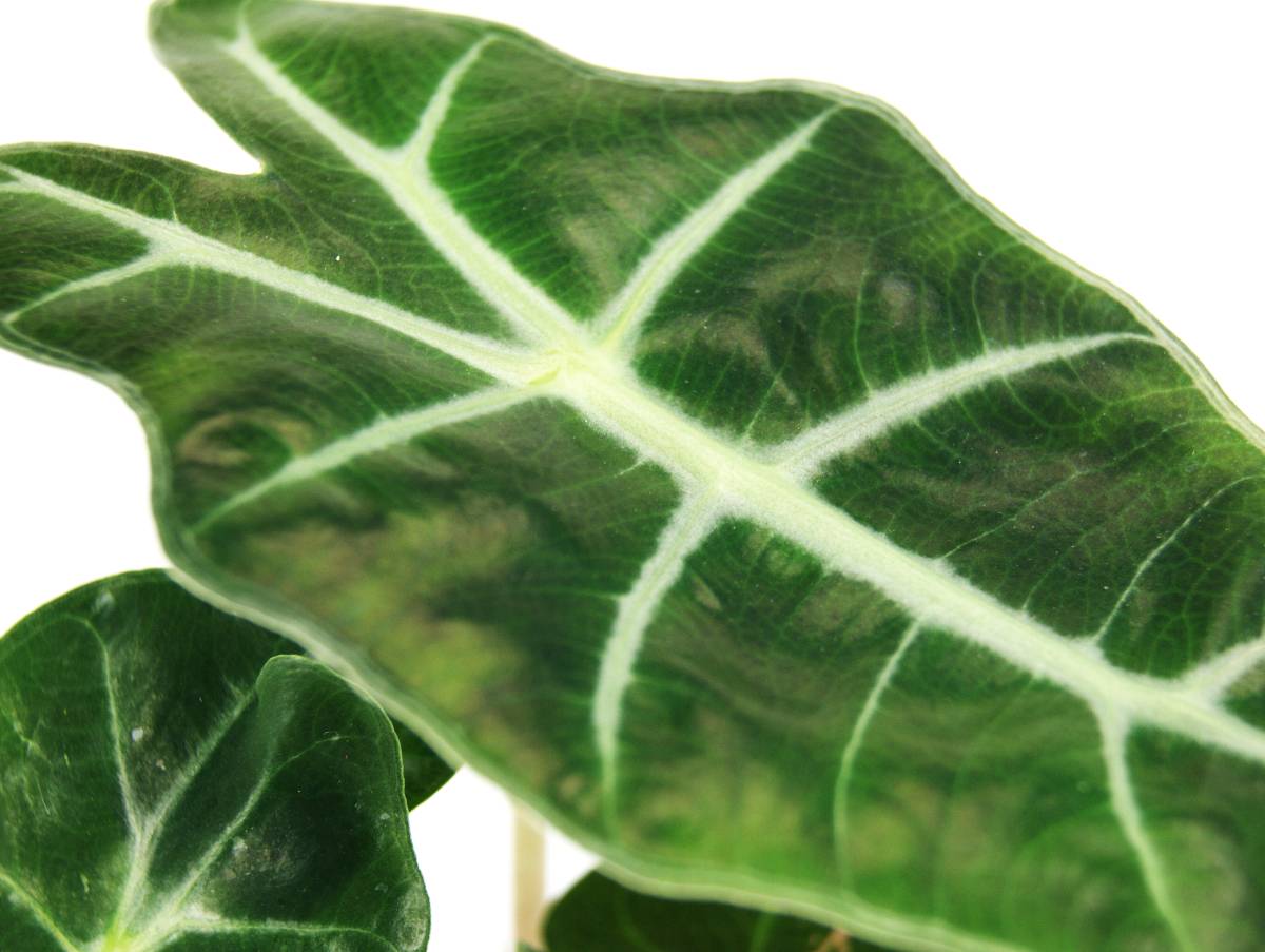 Alocasia 'Dwarf Amazonica'