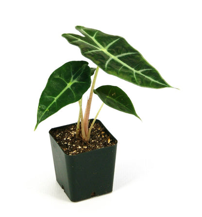 Alocasia 'Dwarf Amazonica'