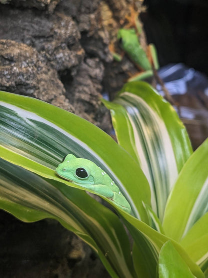 Dracaena - Grower's Choice