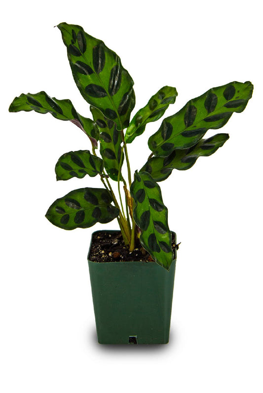 Calathea lancifolia 'Rattlesnake Plant'