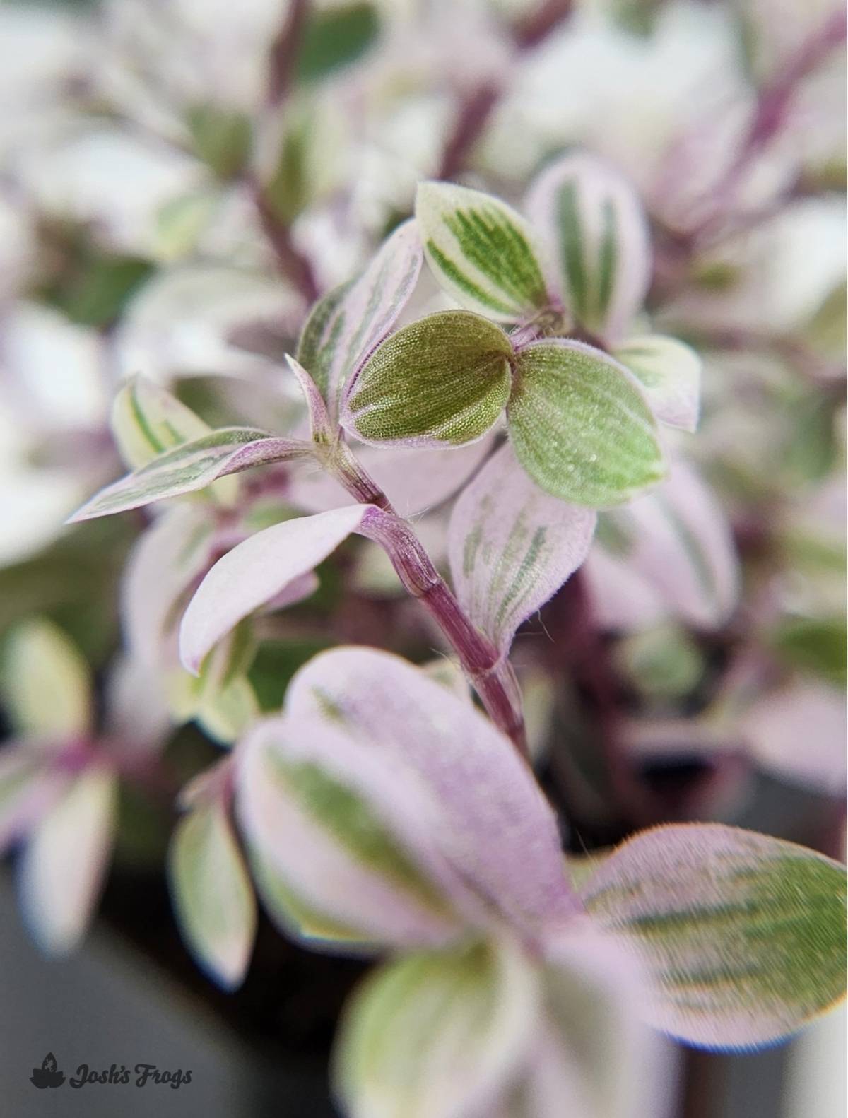 Tradescantia Callisia Repens 'Pink Panther'