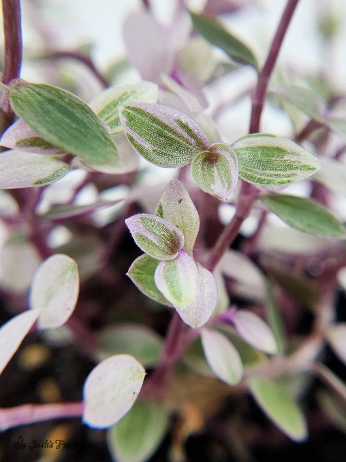 Tradescantia Callisia Repens 'Pink Panther'