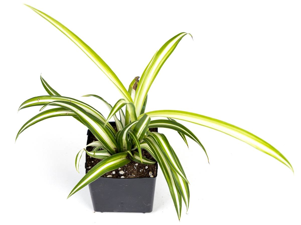 Chlorophytum comosum 'Spider Plant' (Grower's Choice)