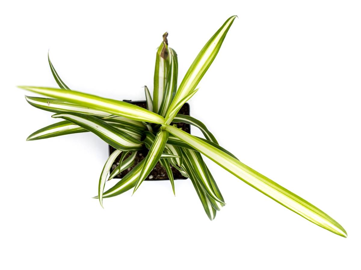 Chlorophytum comosum 'Spider Plant' (Grower's Choice)