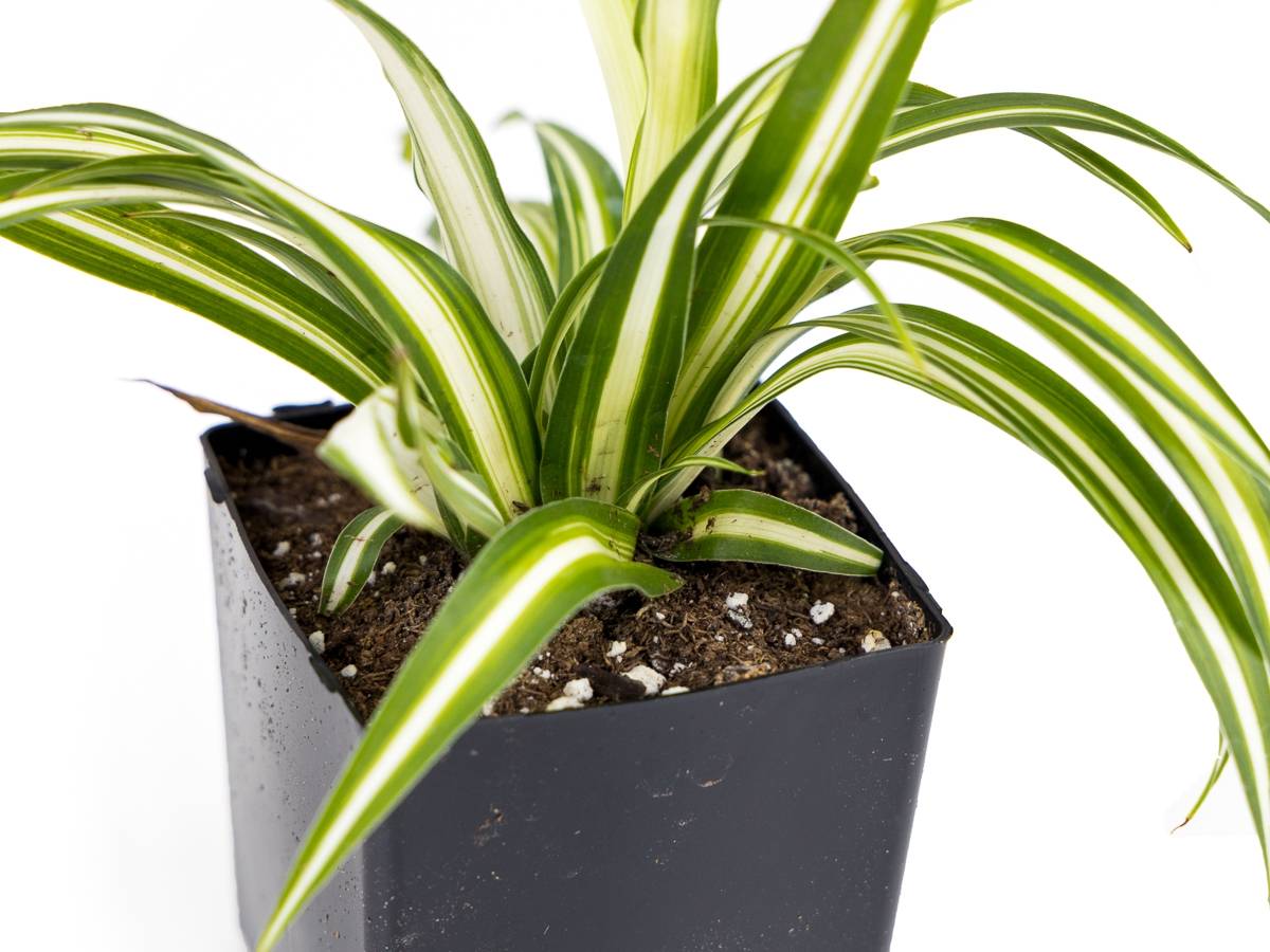 Chlorophytum comosum 'Spider Plant' (Grower's Choice)