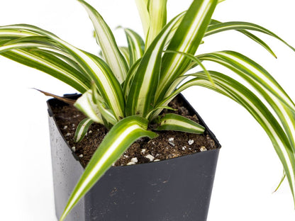 Chlorophytum comosum 'Spider Plant' (Grower's Choice)