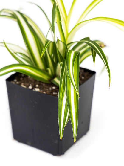 Chlorophytum comosum 'Spider Plant' (Grower's Choice)