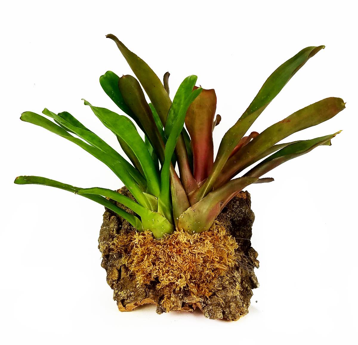 New Zealand Sphagnum Moss - CLASSIC (500g, 40L)