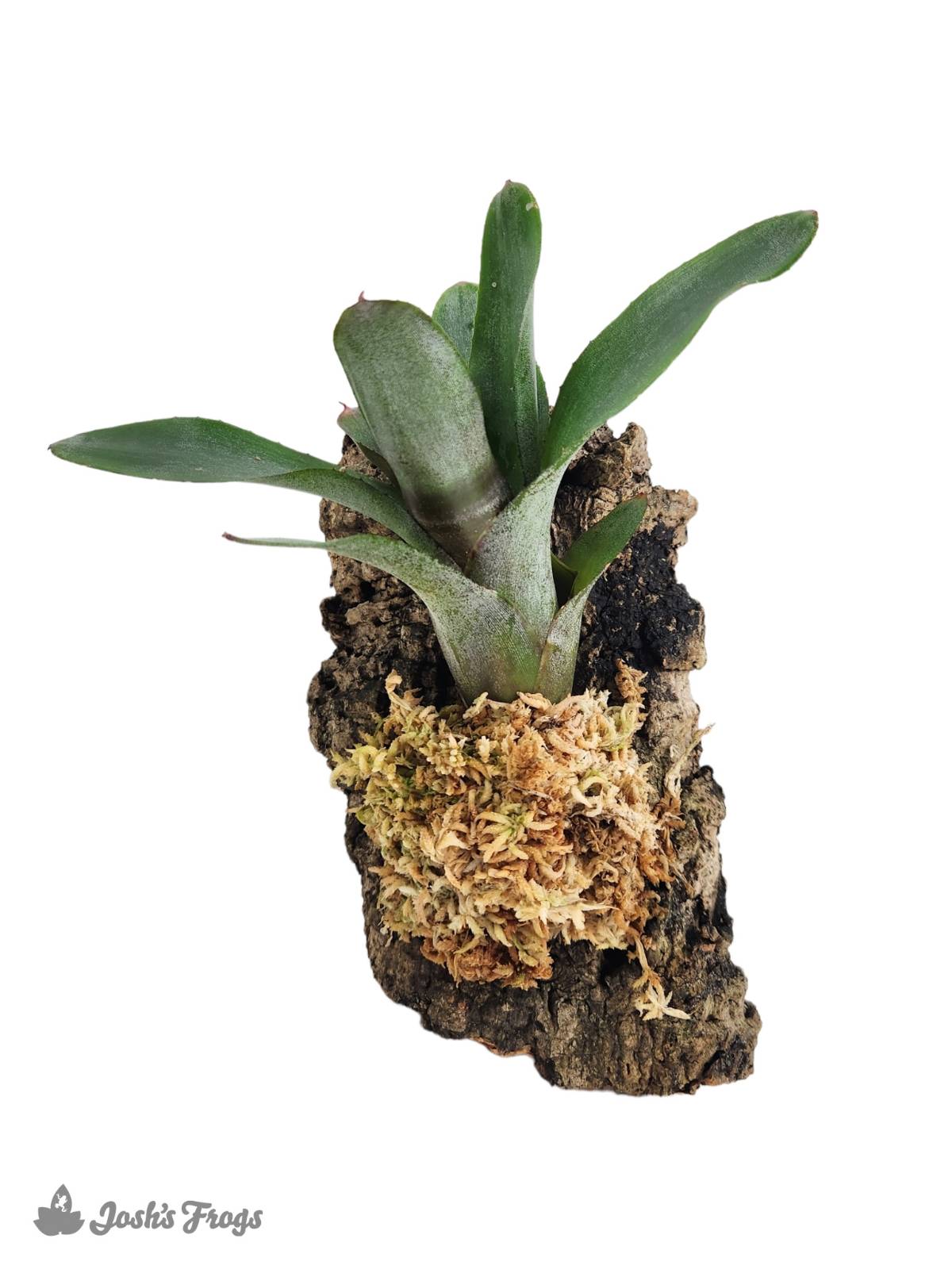 Josh's Frogs Sphagnum Moss (1 quart)