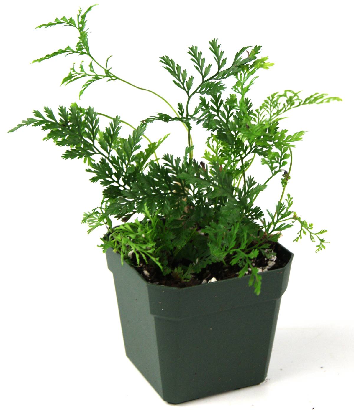 Davallia (Humata) tyermanii 'White Rabbit's Foot Fern'