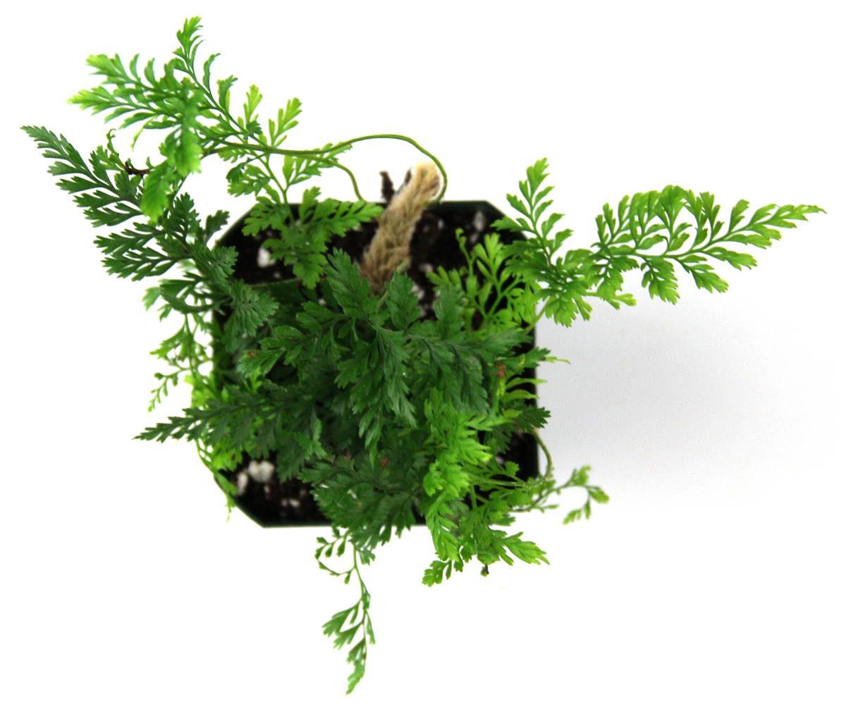 Davallia (Humata) tyermanii 'White Rabbit's Foot Fern'