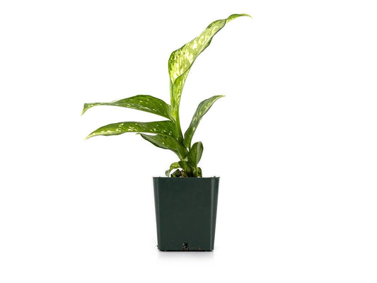 Dieffenbachia 'Tiki'