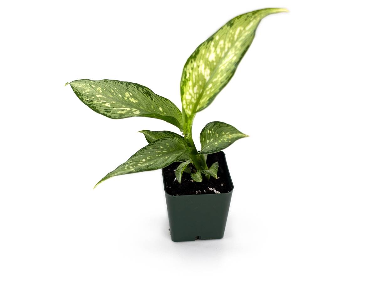 Dieffenbachia 'Tiki'