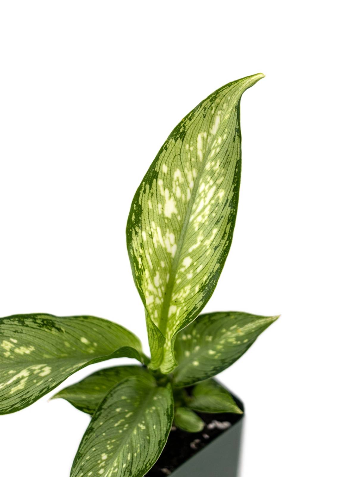 Dieffenbachia 'Tiki'