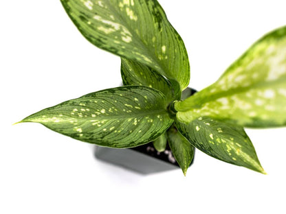 Dieffenbachia 'Tiki'